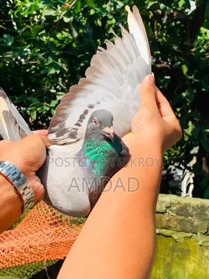 Racer pigeons for sale. Alhamdulillah, good quality and healthy and strong.