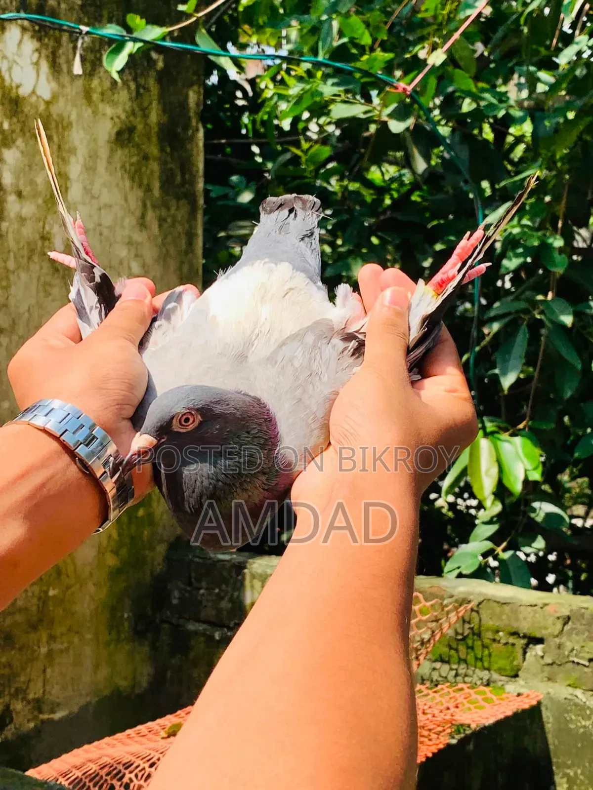 Racer pigeons for sale. Alhamdulillah, good quality and healthy and strong.