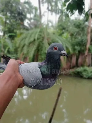 Racer pigeons for sale. Alhamdulillah, good quality and healthy and strong.