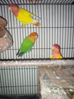 Love Bird Full Adults