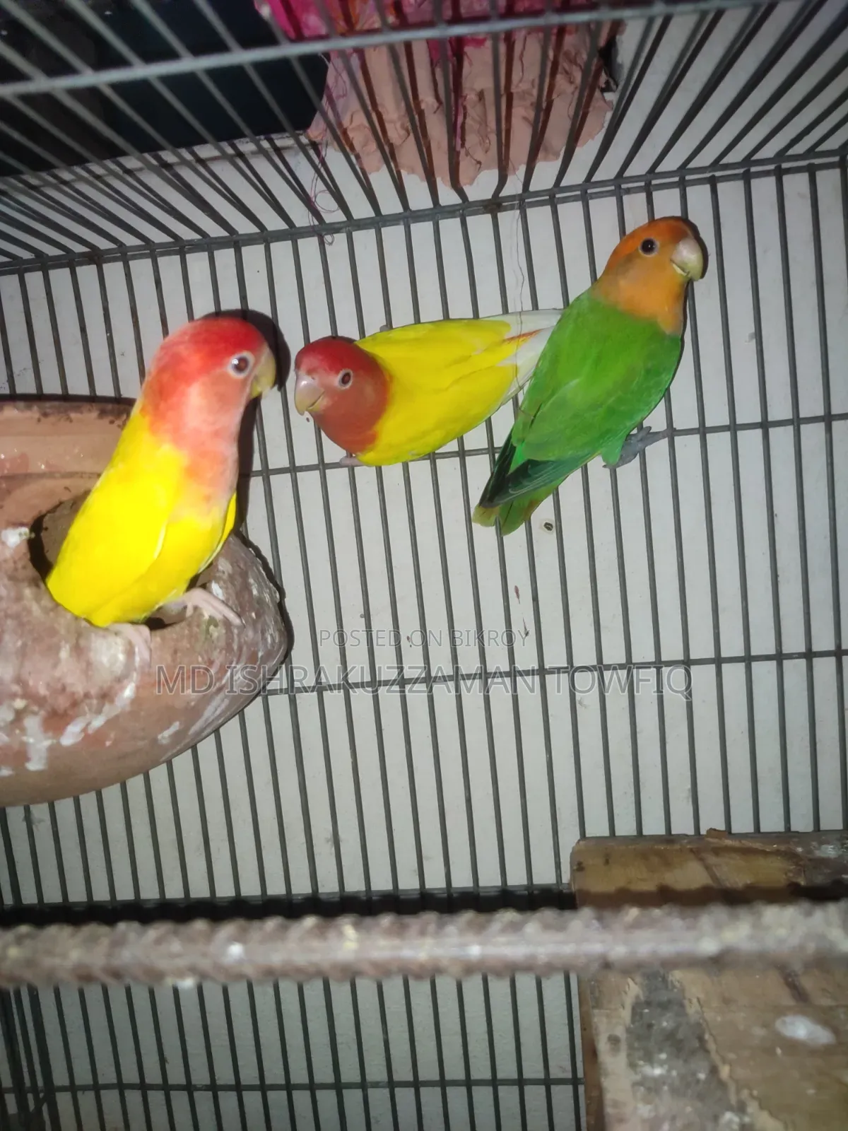 Love Bird Full Adults