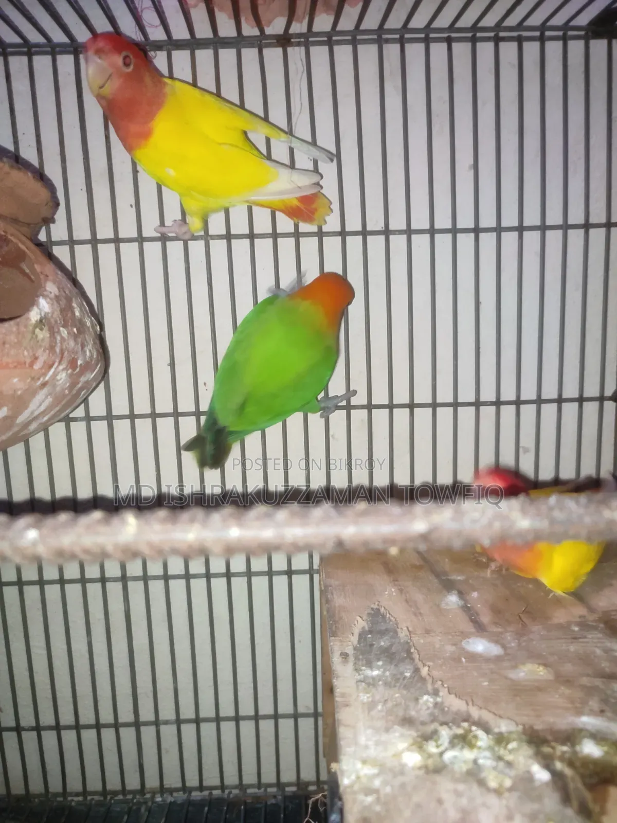 Love Bird Full Adults