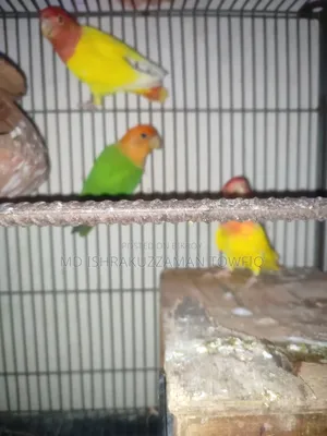 Love Bird Full Adults