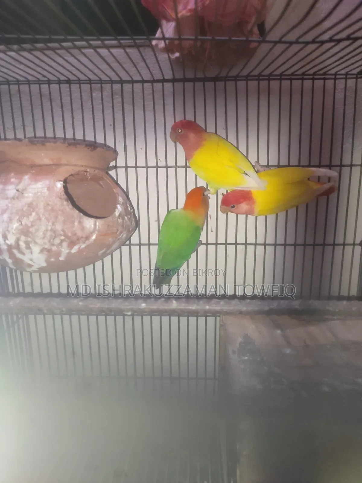 Love Bird Full Adults