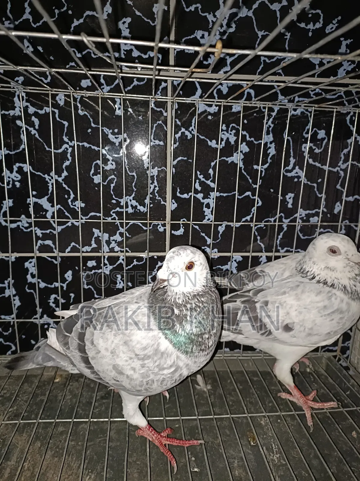 Pure Girijil Pigeon