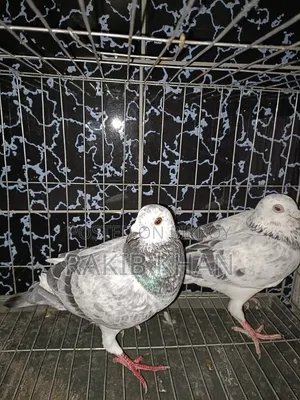 Pure Girijil Pigeon