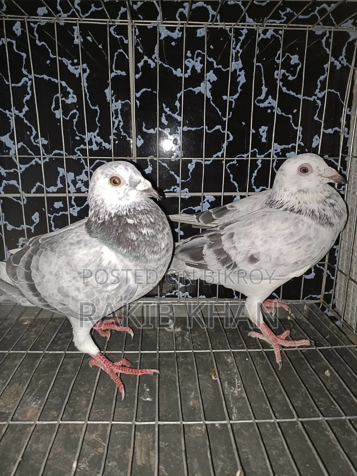 Pure Girijil Pigeon