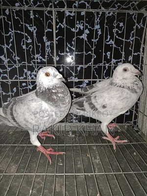 Pure Girijil Pigeon