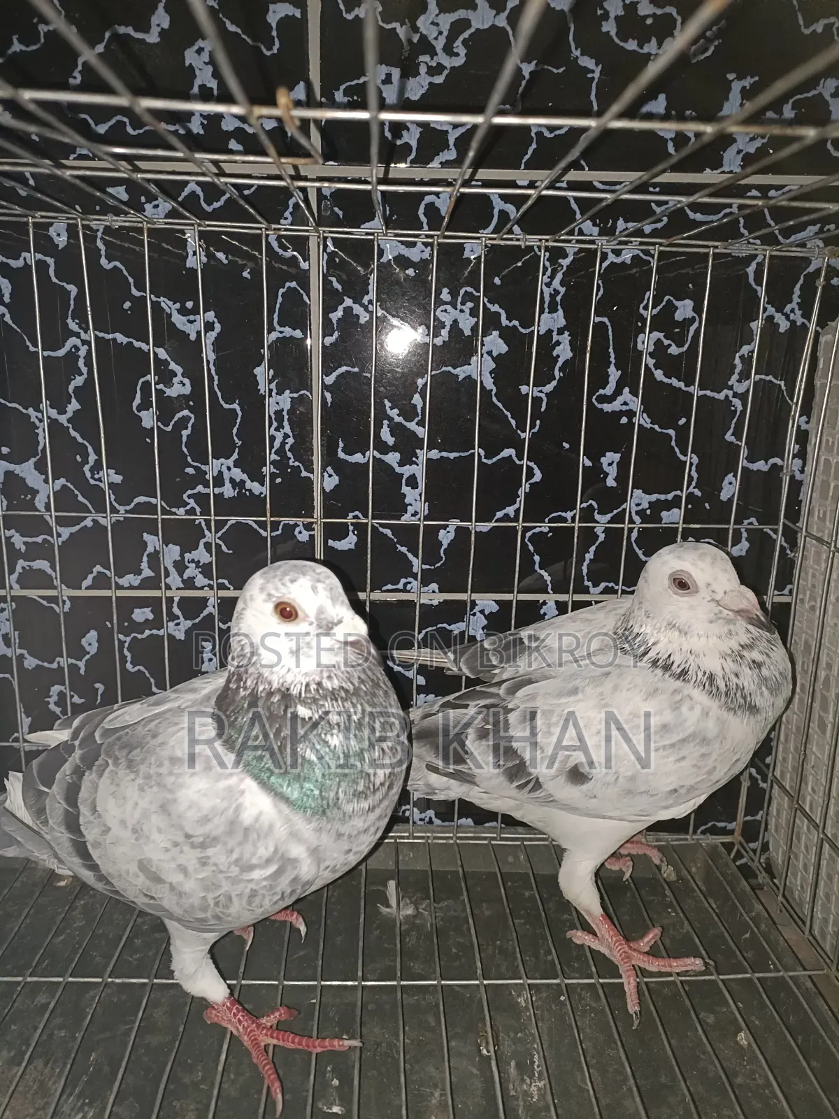 Pure Girijil Pigeon