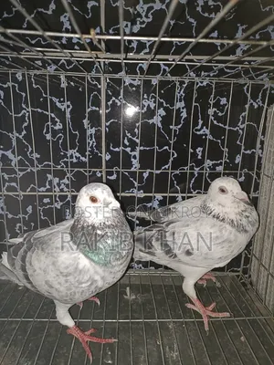 Pure Girijil Pigeon