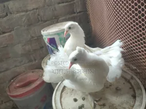A pair of Lakha pigeon squabs will be sold