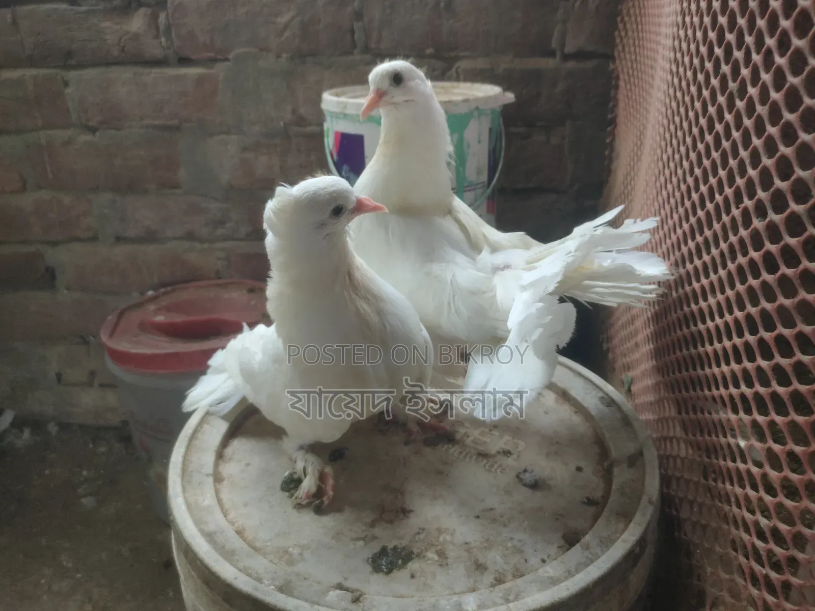 A pair of Lakha pigeon squabs will be sold