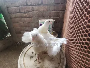 A pair of Lakha pigeon squabs will be sold
