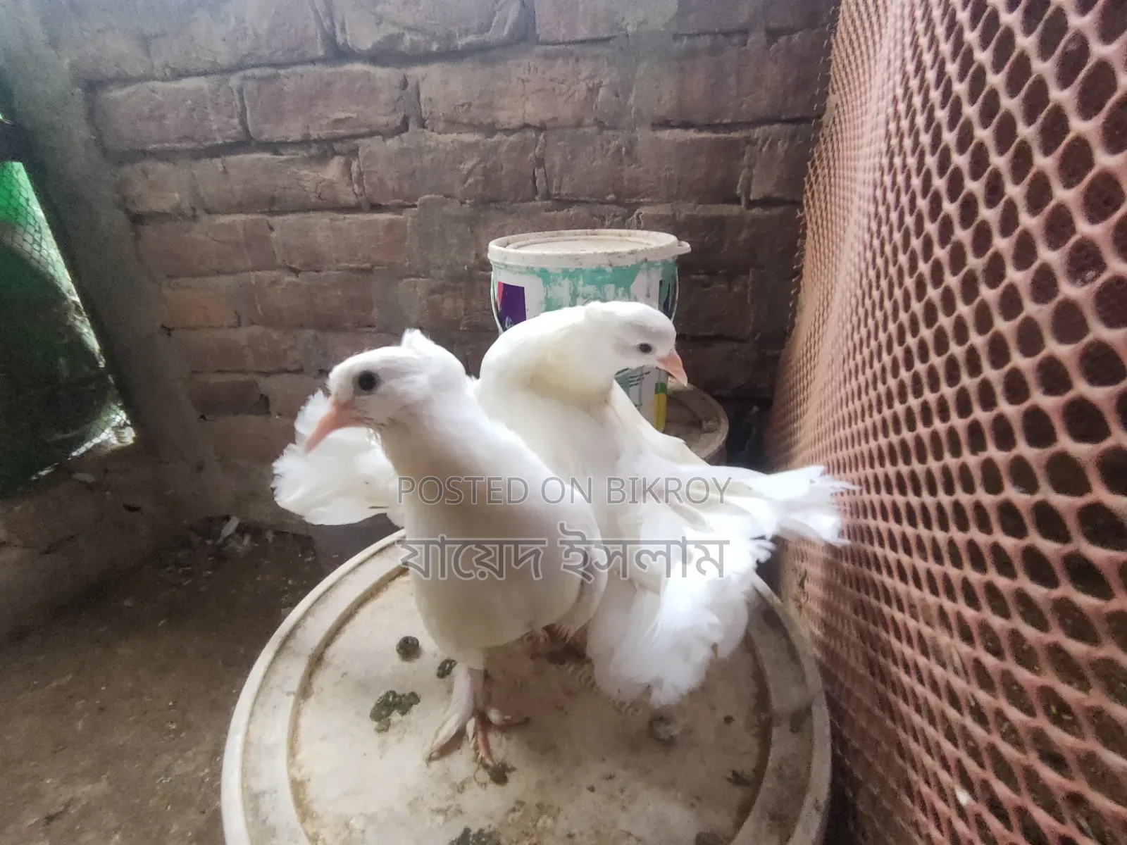 A pair of Lakha pigeon squabs will be sold