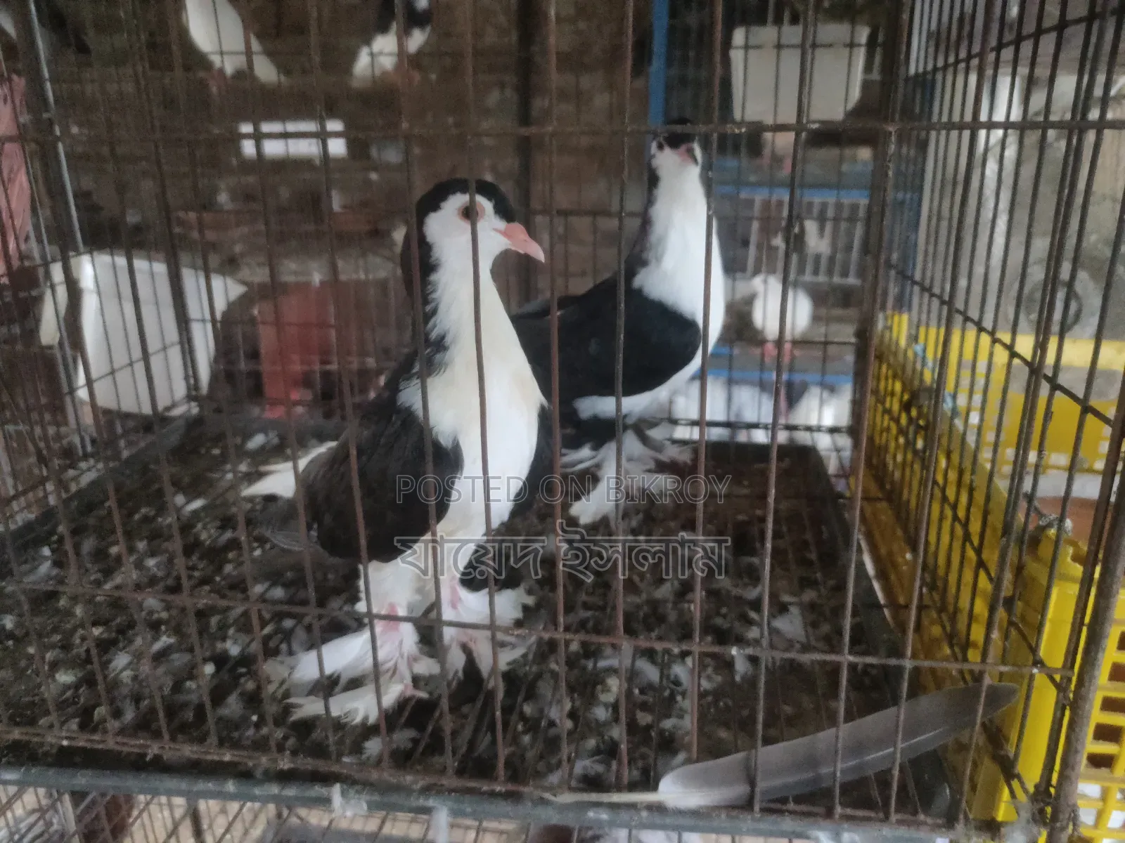 A Pair of Sirazi Pigeon Squabs for Sale
