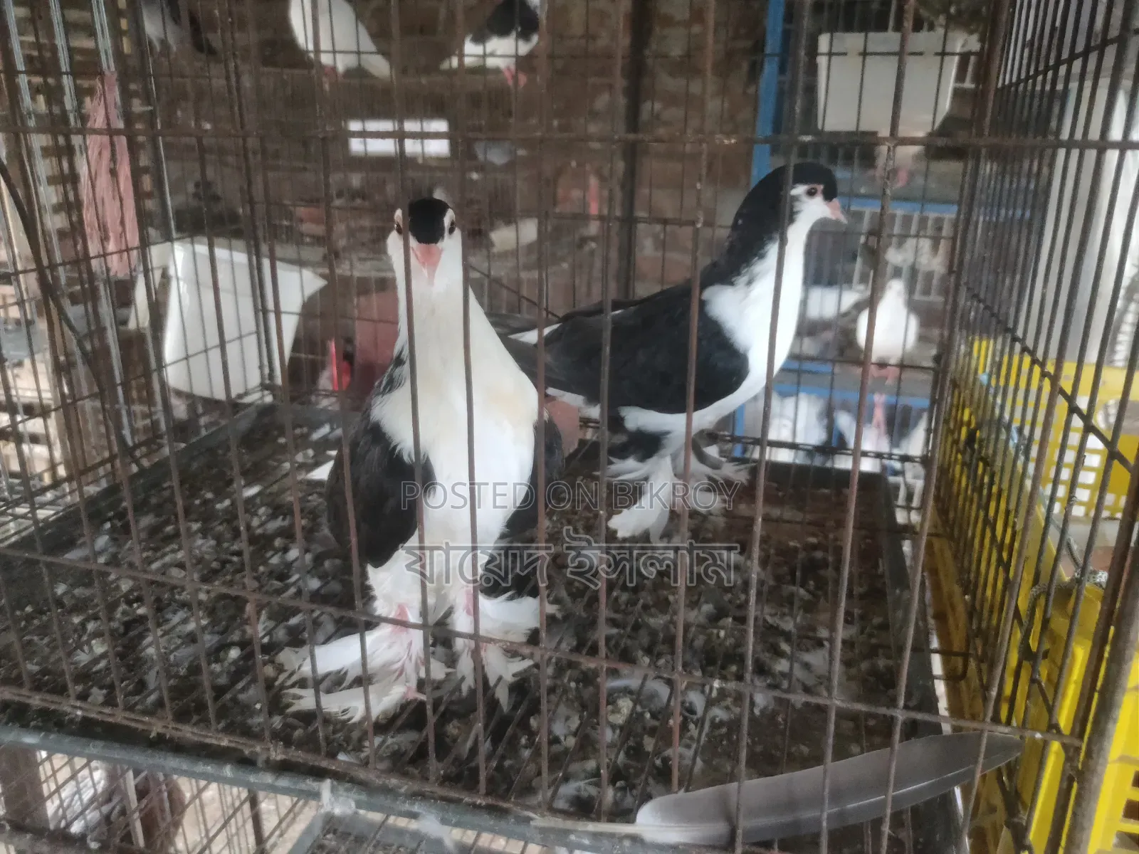 A Pair of Sirazi Pigeon Squabs for Sale