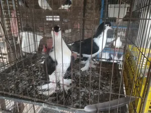 A Pair of Sirazi Pigeon Squabs for Sale