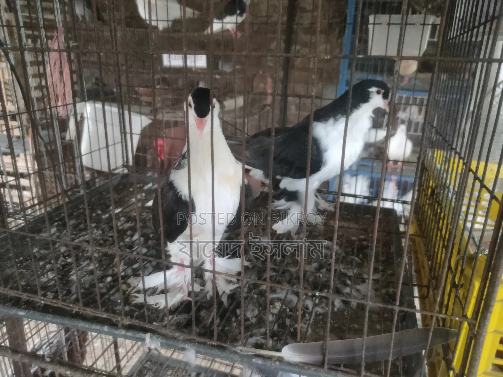 A Pair of Sirazi Pigeon Squabs for Sale