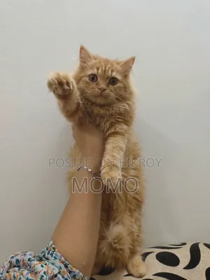 3-6 months Male Purebred Persian