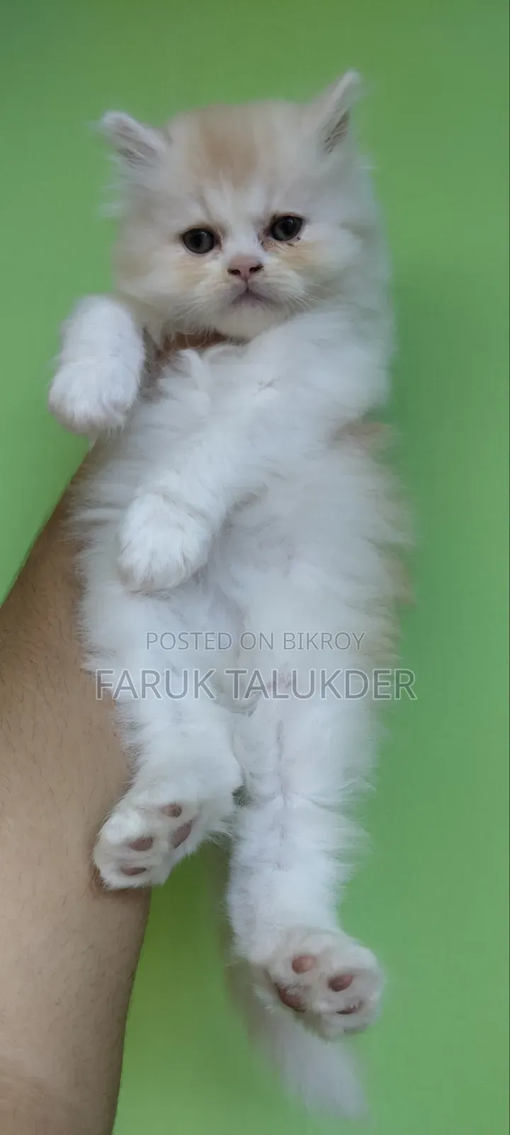 1-3 Months Female Purebred Persian