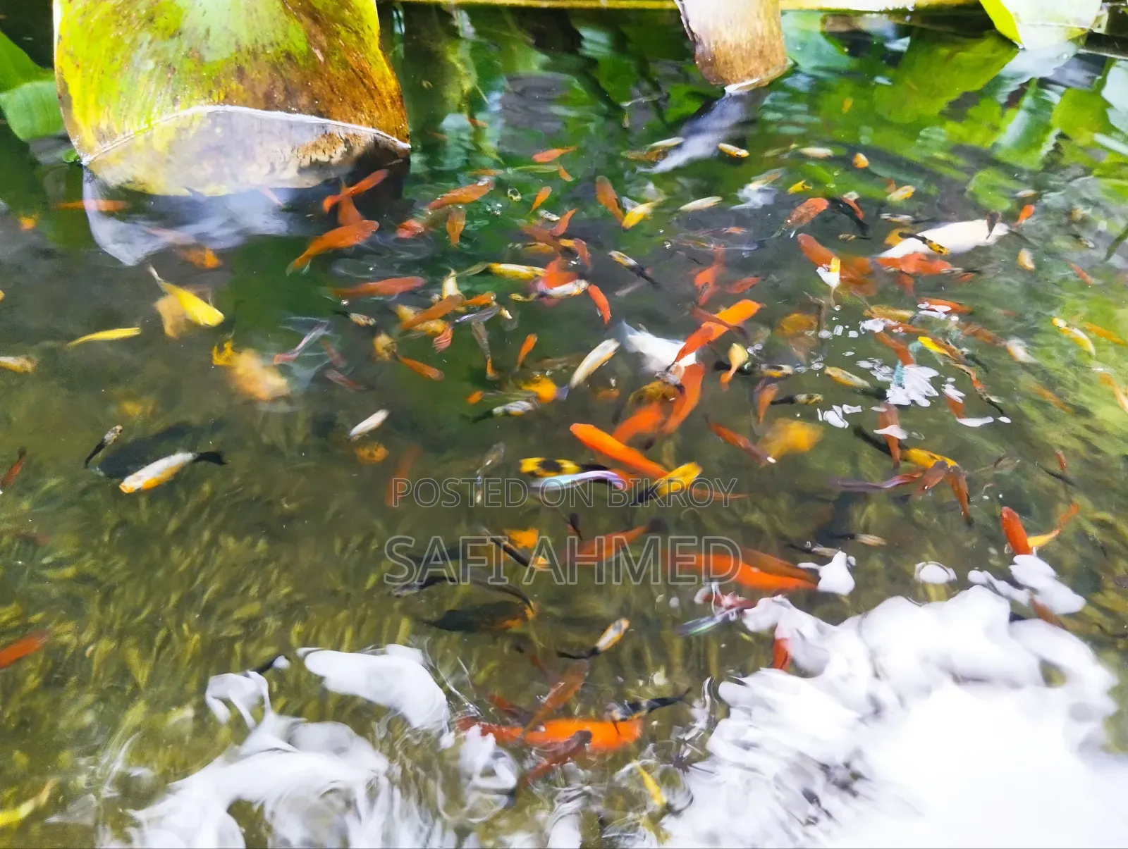 একুরিয়াম ফিস