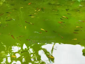 একুরিয়াম ফিস