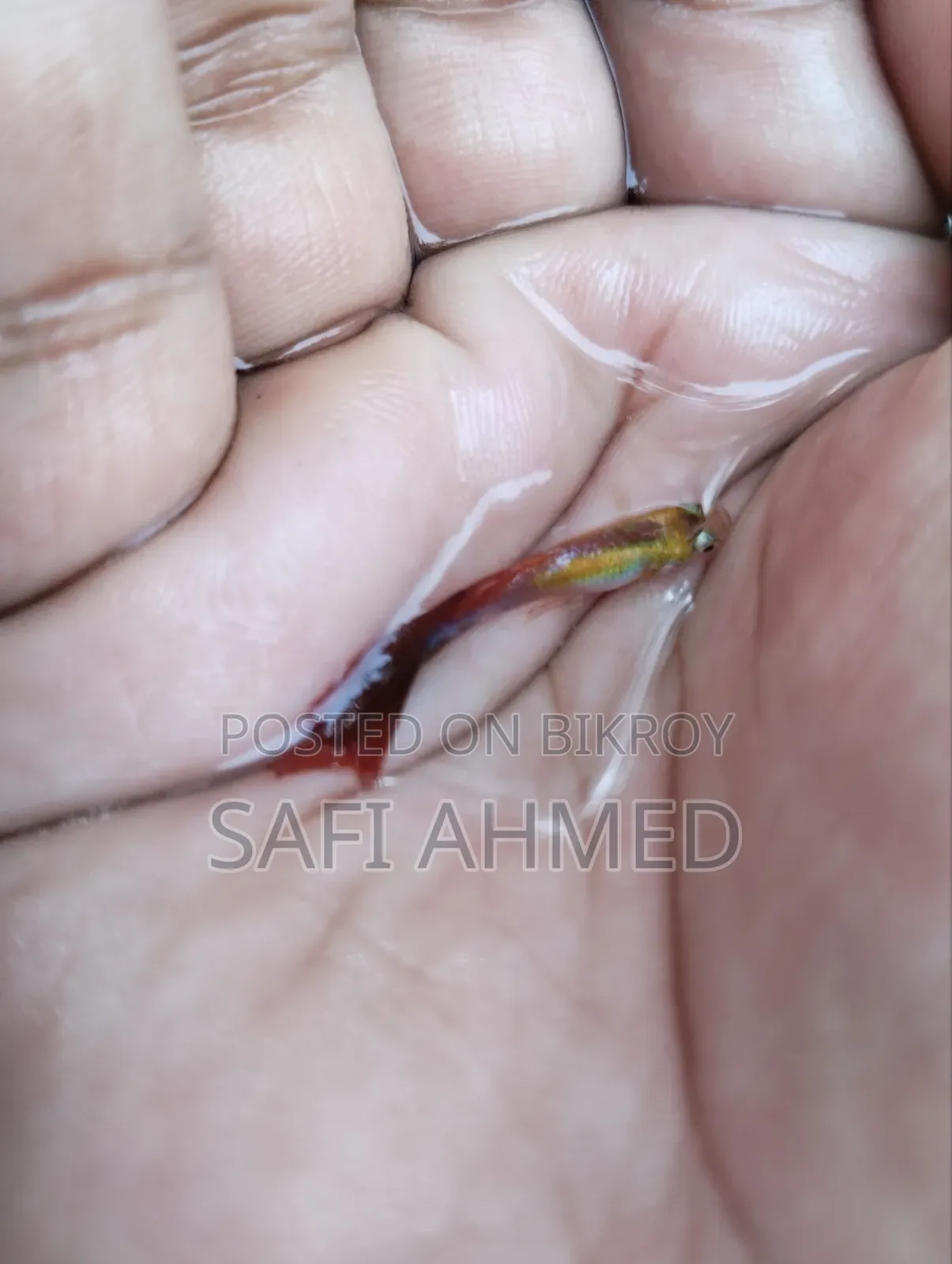 একুরিয়াম ফিস