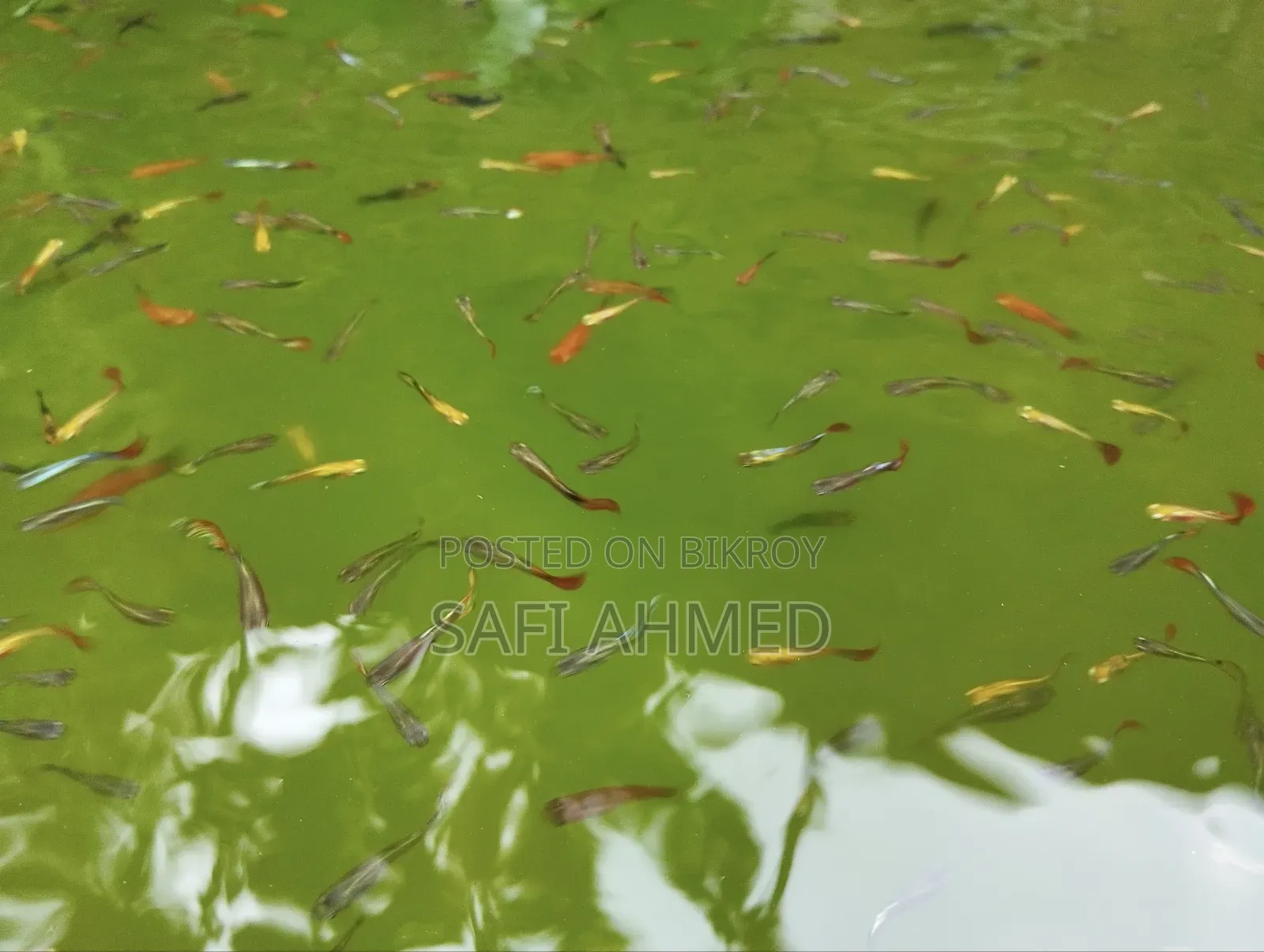 একুরিয়াম ফিস