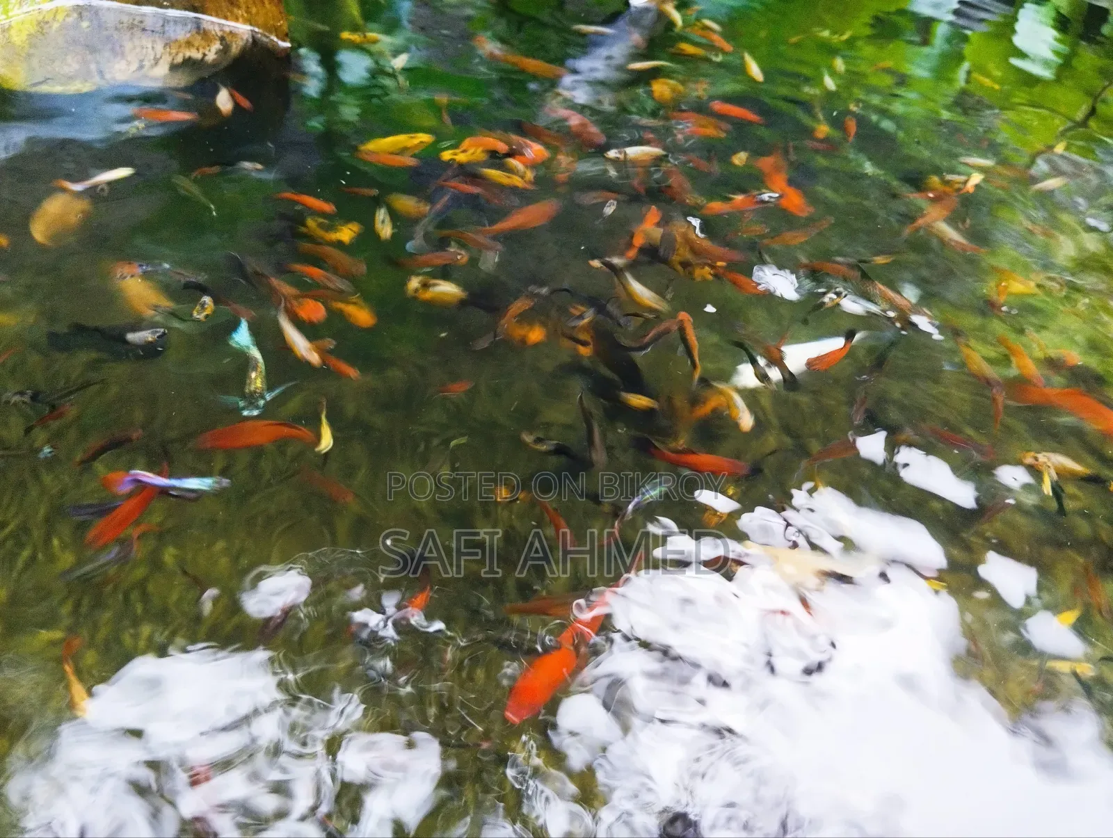 একুরিয়াম ফিস