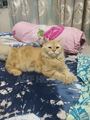 3-6 Months Female Purebred Persian Cat