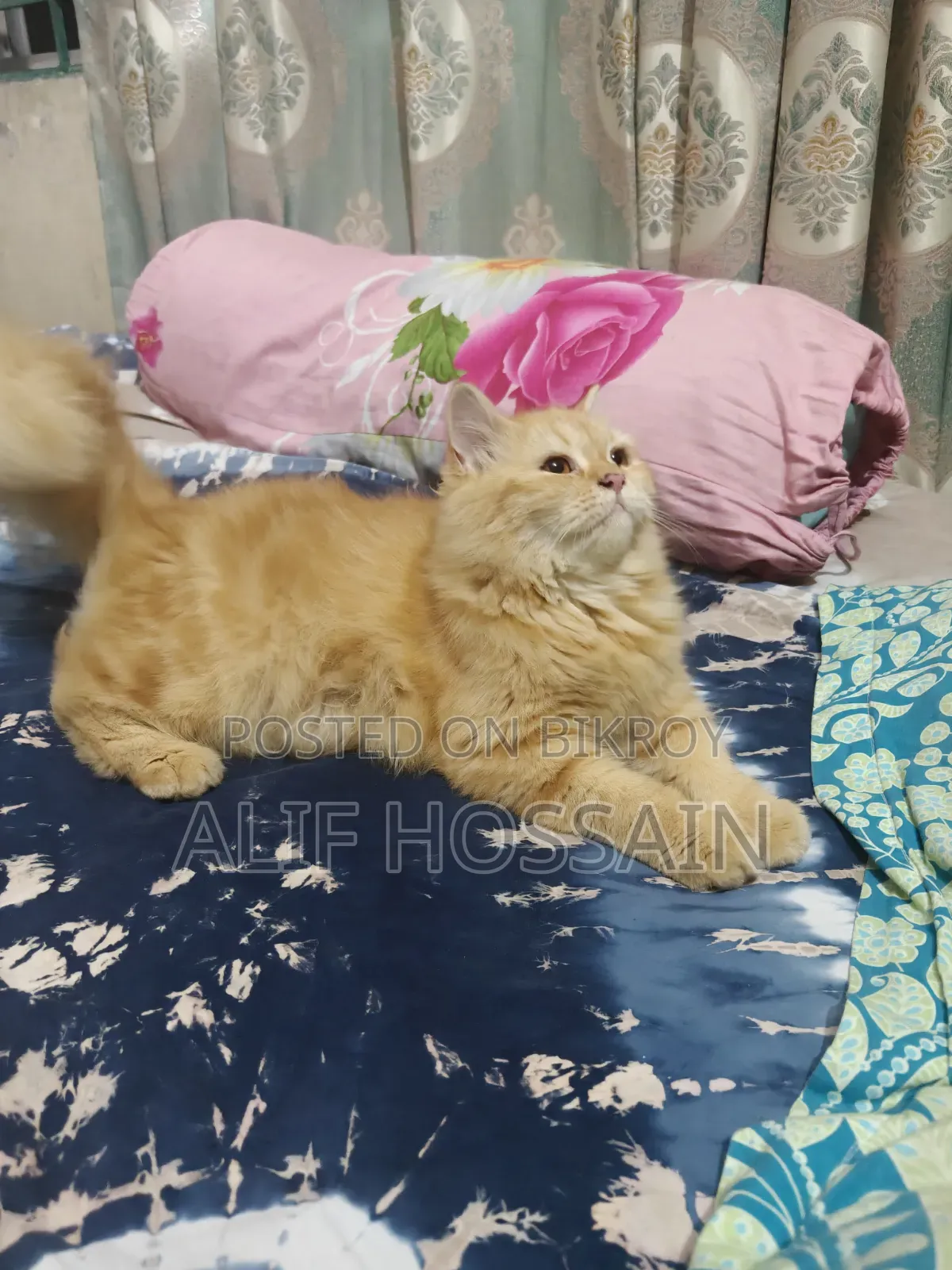 3-6 Months Female Purebred Persian Cat