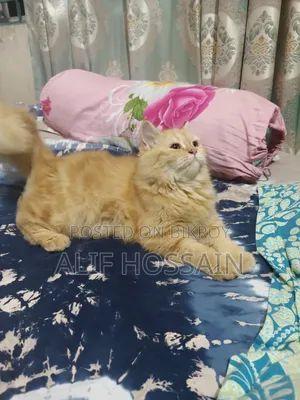 3-6 Months Female Purebred Persian Cat