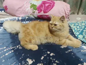 3-6 Months Female Purebred Persian Cat