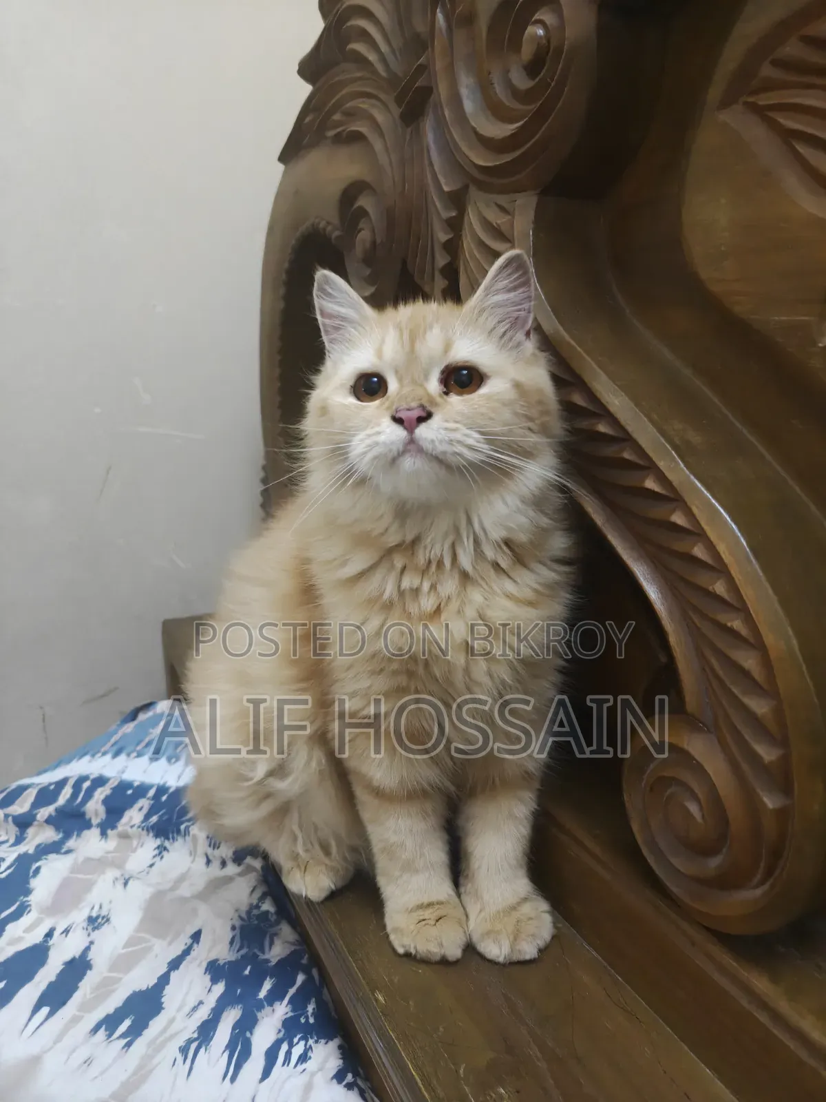 3-6 Months Female Purebred Persian Cat