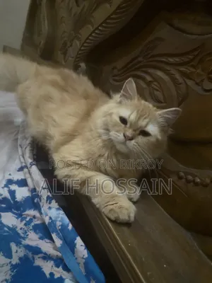 3-6 Months Female Purebred Persian Cat