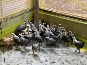 ফাওমি মুরগির বাচ্চা এবং টাইগার মুরগির বাচ্চা।