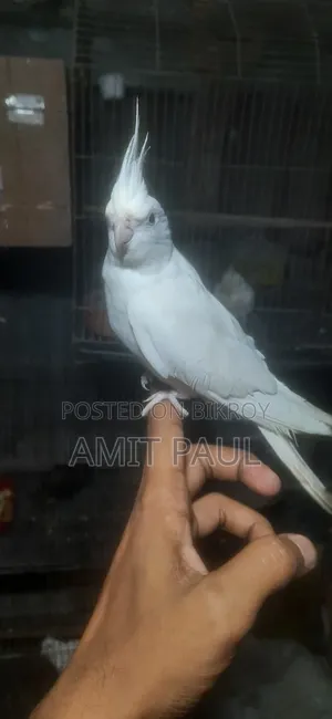 Cockatiel Breeding Male Bird