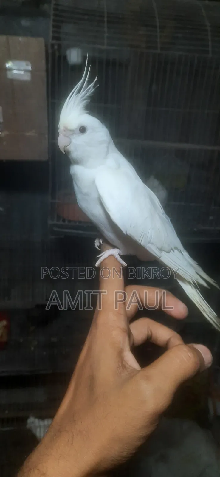 Cockatiel Breeding Male Bird