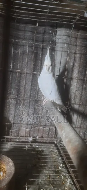 Cockatiel Breeding Male Bird