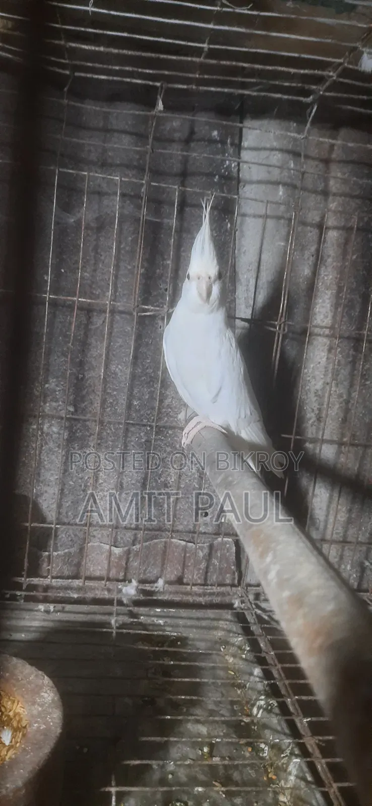 Cockatiel Breeding Male Bird
