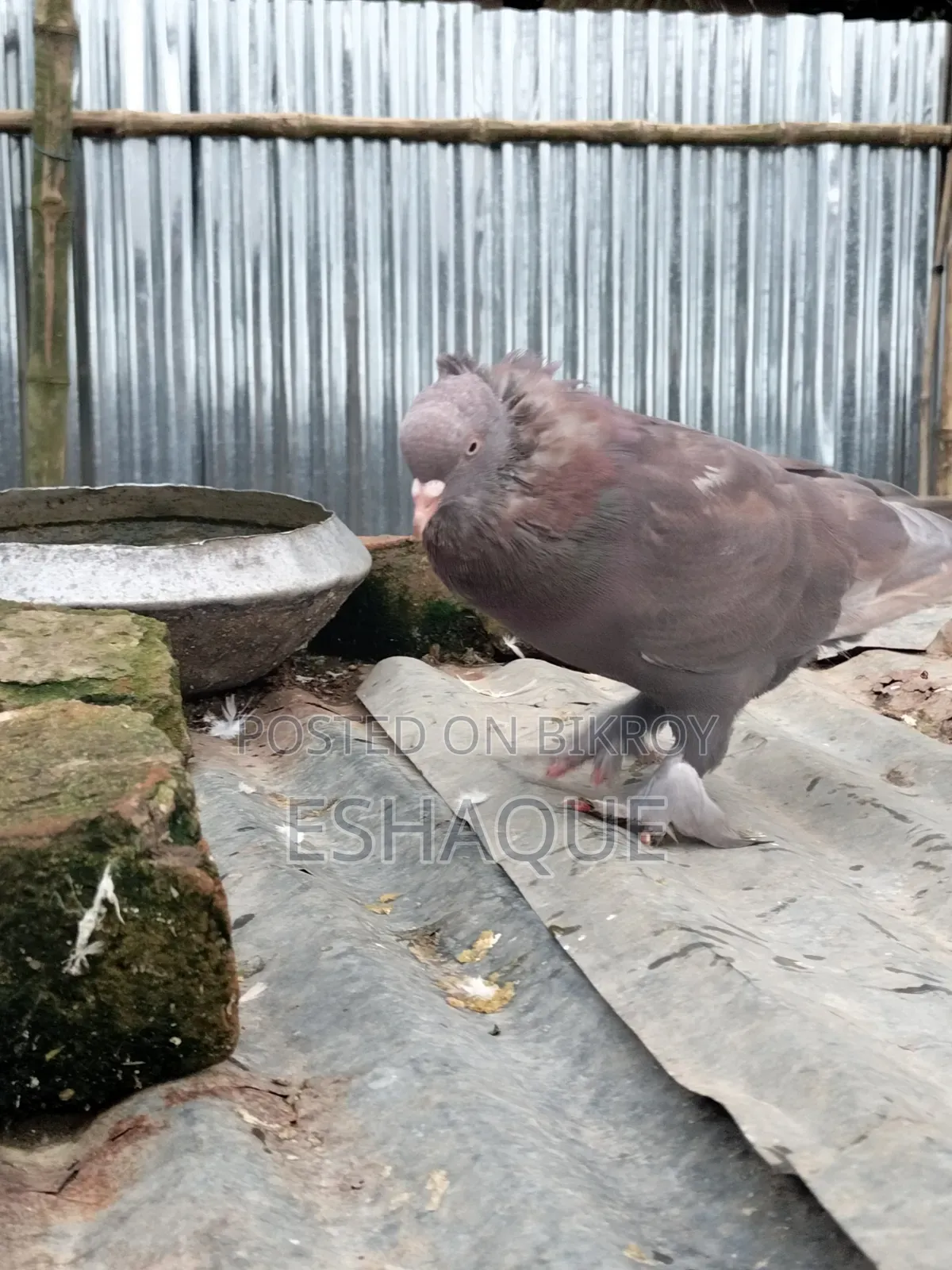 Pigeons for sale