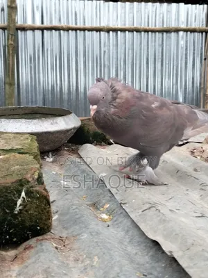 Pigeons for sale