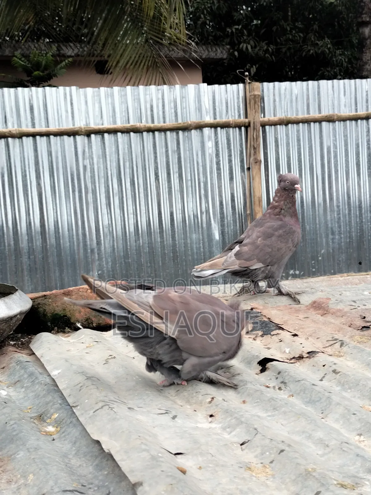 Pigeons for sale