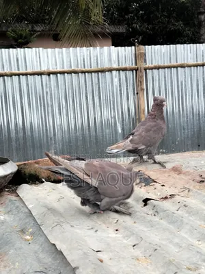 Pigeons for sale