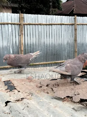 Pigeons for sale
