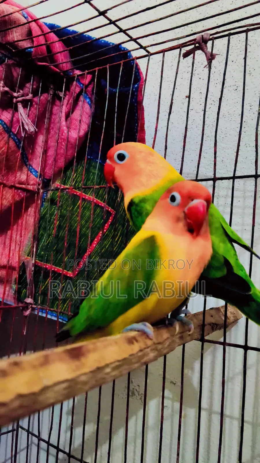 Love Bird 1 Pair