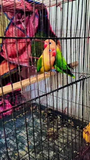 Love Bird 1 Pair
