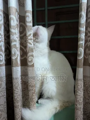 6-12 Months Male Purebred Persian