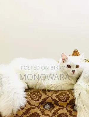 6-12 Months Male Purebred Persian