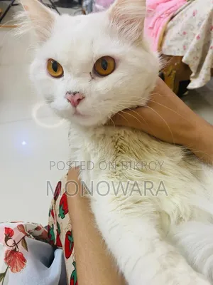 6-12 Months Male Purebred Persian